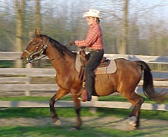 Cowboy Bob and and his American Saddlebred horse, Willy